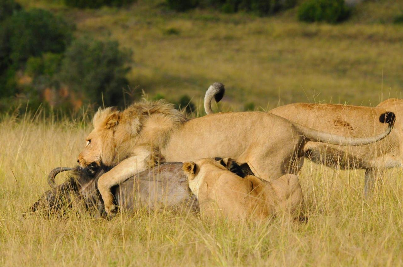 Botlierskop Private Game Reserve Reebok Dış mekan fotoğraf