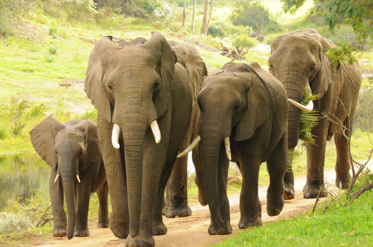 Botlierskop Private Game Reserve Reebok Dış mekan fotoğraf