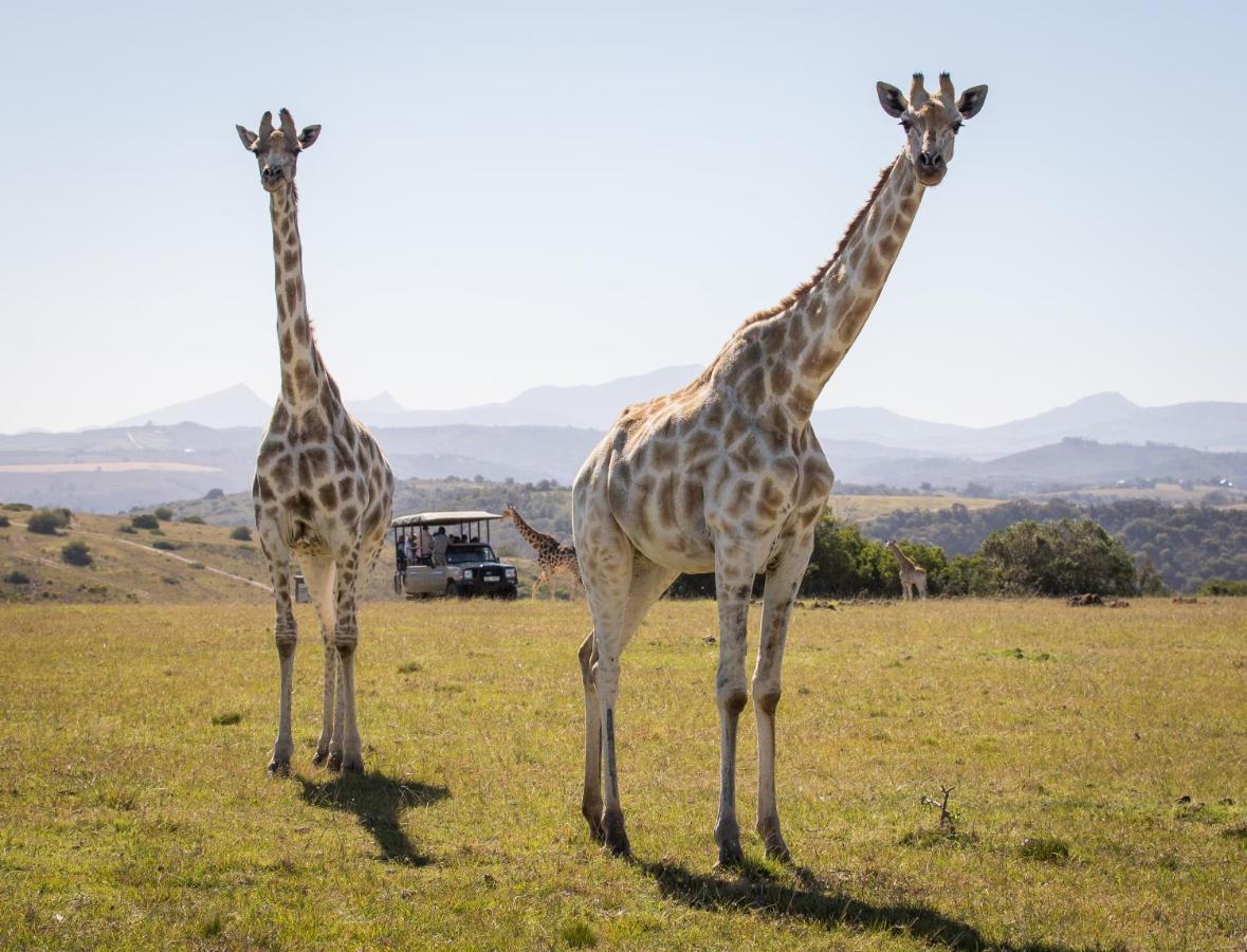 Botlierskop Private Game Reserve Reebok Dış mekan fotoğraf