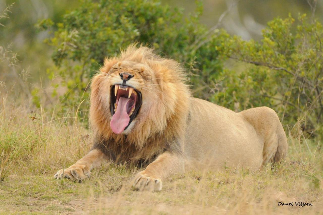 Botlierskop Private Game Reserve Reebok Dış mekan fotoğraf