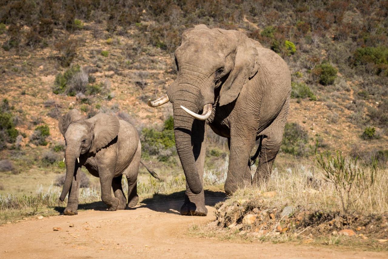 Botlierskop Private Game Reserve Reebok Dış mekan fotoğraf