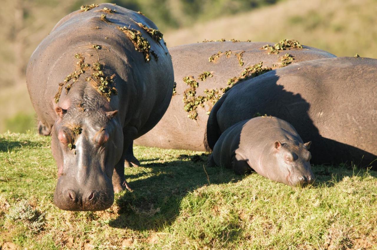 Botlierskop Private Game Reserve Reebok Dış mekan fotoğraf