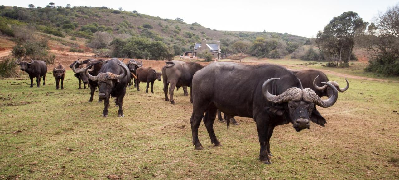 Botlierskop Private Game Reserve Reebok Dış mekan fotoğraf