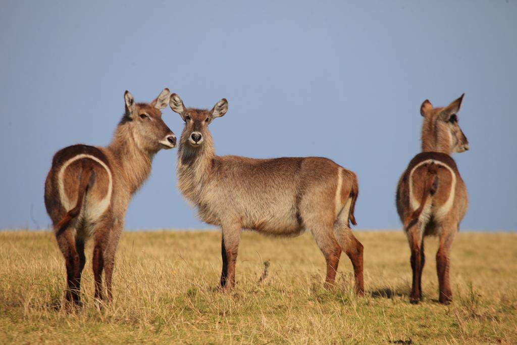 Botlierskop Private Game Reserve Reebok Dış mekan fotoğraf
