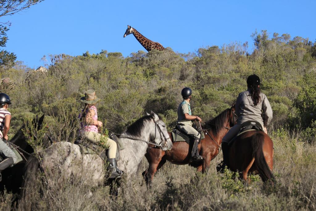 Botlierskop Private Game Reserve Reebok Dış mekan fotoğraf
