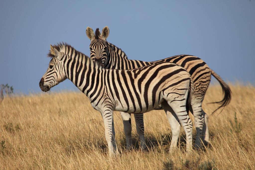 Botlierskop Private Game Reserve Reebok Dış mekan fotoğraf