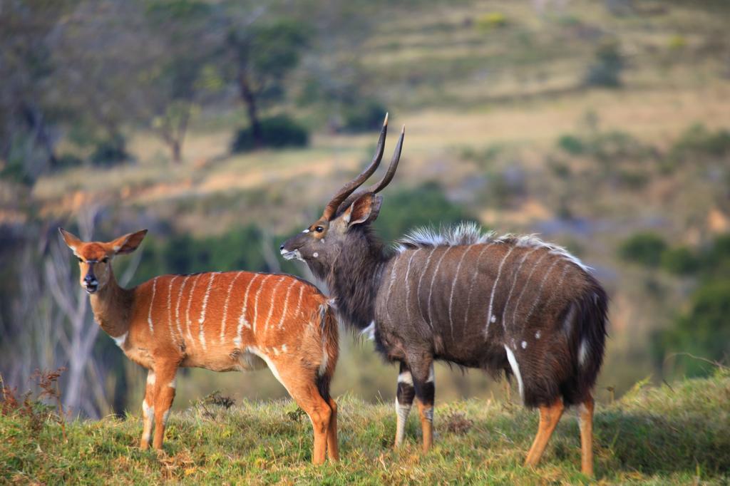 Botlierskop Private Game Reserve Reebok Dış mekan fotoğraf