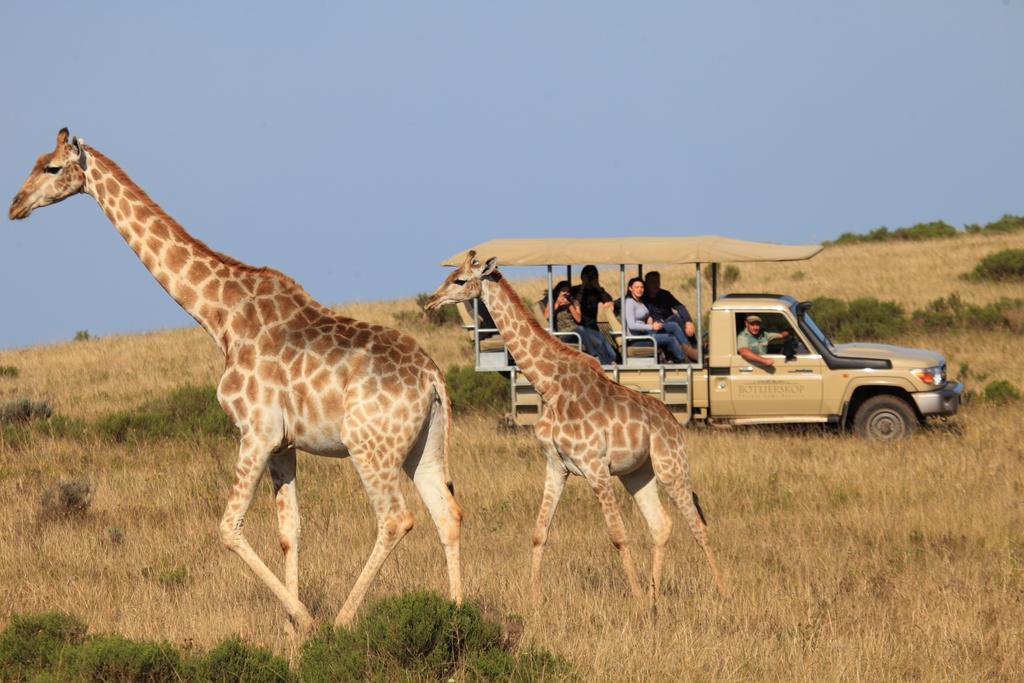 Botlierskop Private Game Reserve Reebok Dış mekan fotoğraf