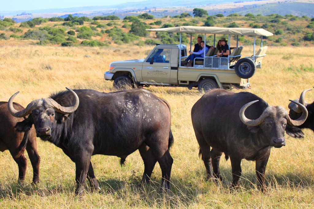Botlierskop Private Game Reserve Reebok Dış mekan fotoğraf