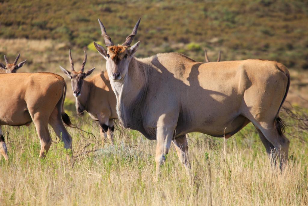 Botlierskop Private Game Reserve Reebok Dış mekan fotoğraf