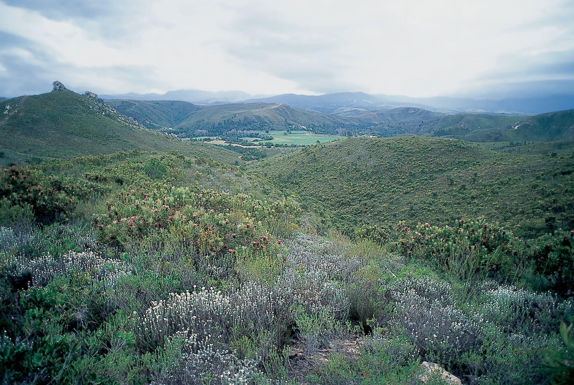 Botlierskop Private Game Reserve Reebok Dış mekan fotoğraf
