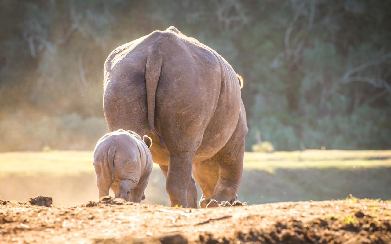 Botlierskop Private Game Reserve Reebok Dış mekan fotoğraf